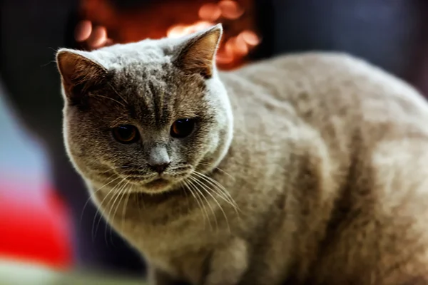 애완 동물 쇼에서 고양이 — 스톡 사진