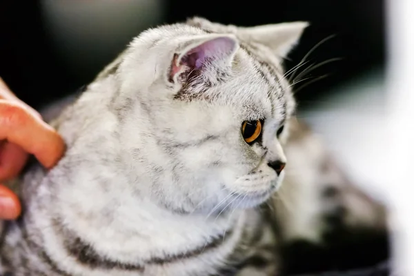 Cat at pet show — Stock Photo, Image