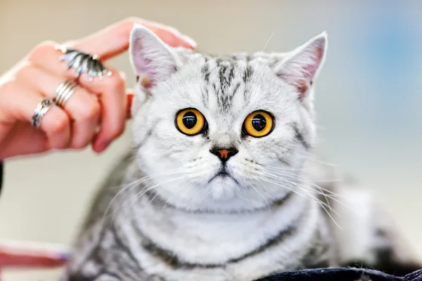 Gato em pet show — Fotografia de Stock