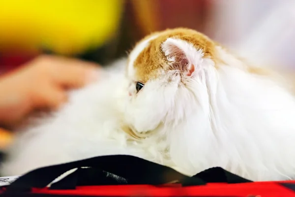 Cat at pet show — Stock Photo, Image