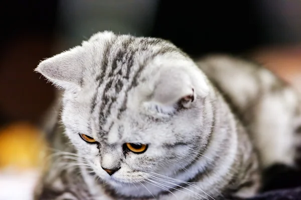 Cat at at cat show — стоковое фото