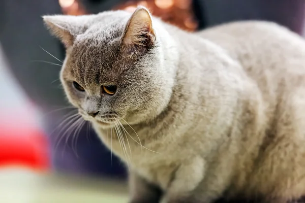 Kat op kattenshow — Stockfoto