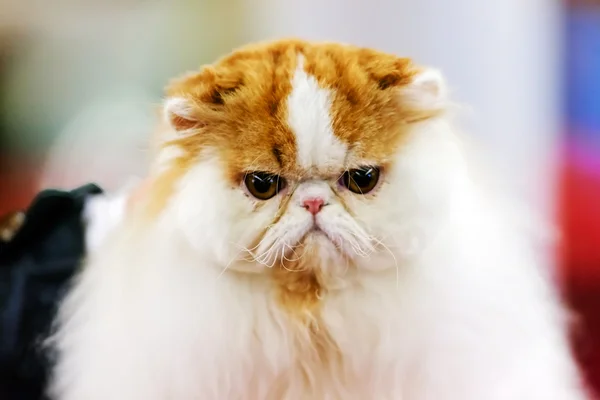 Cat at pet show — Stock Photo, Image