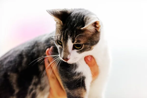 Gato em pet show — Fotografia de Stock