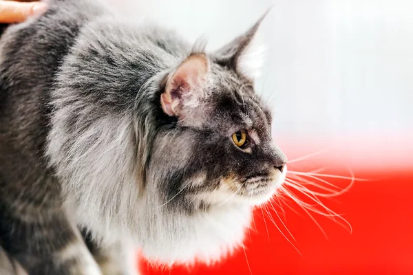 Raça pura gato — Fotografia de Stock