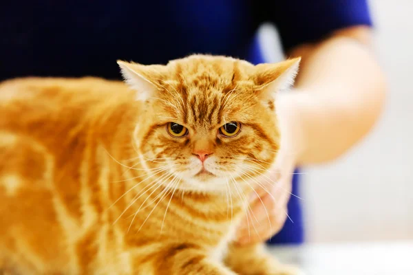 Raça pura gato — Fotografia de Stock