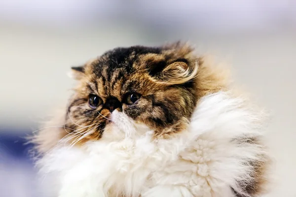 Cat at pet show