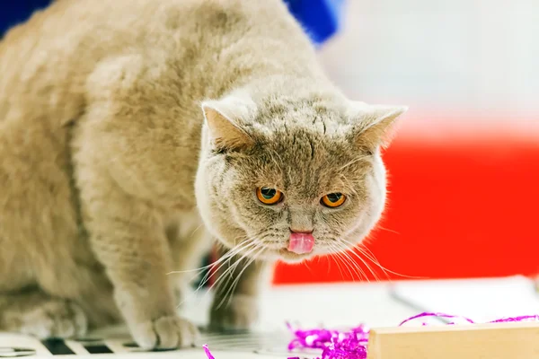 Cat at pet show