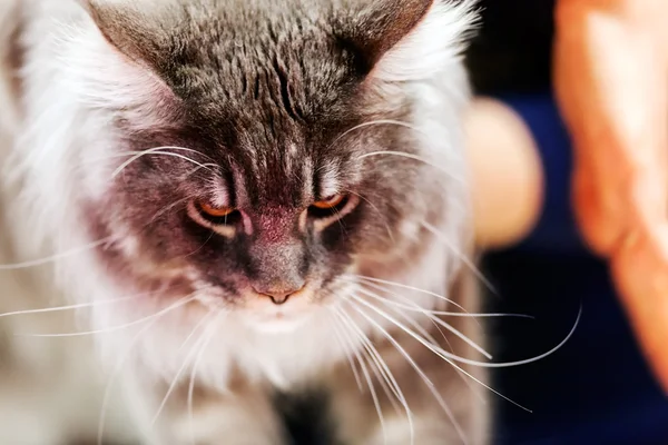 純血種猫 — ストック写真