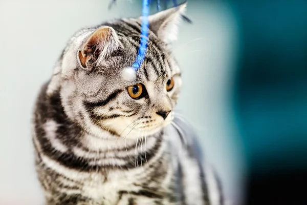 Cat at pet show