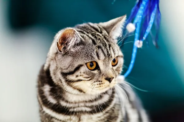 Kat op huisdier show — Stockfoto