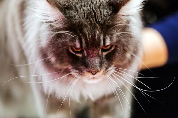 Kedi evde beslenen hayvan göstermek — Stok fotoğraf