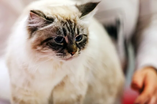 Kedi evde beslenen hayvan göstermek — Stok fotoğraf