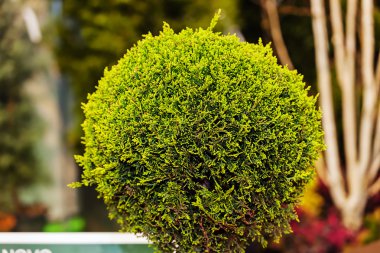 Yeşil bitkiler Bahçe gösterisi