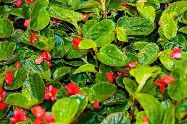 Renkli çiçekler ar bahçe gösterisi