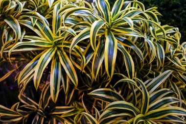 Yeşil bitkiler Bahçe gösterisi