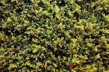 Yeşil bitkiler detay