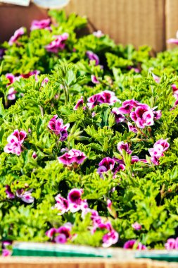 Renkli çiçekler ar bahçe gösterisi