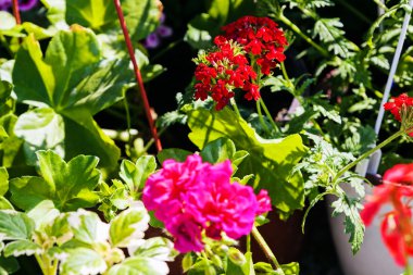 Bahçe Show'da renkli çiçekler