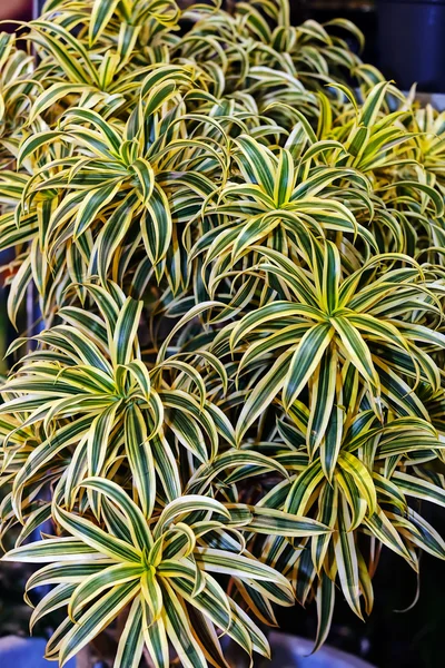 Green plants detail — Stock Photo, Image