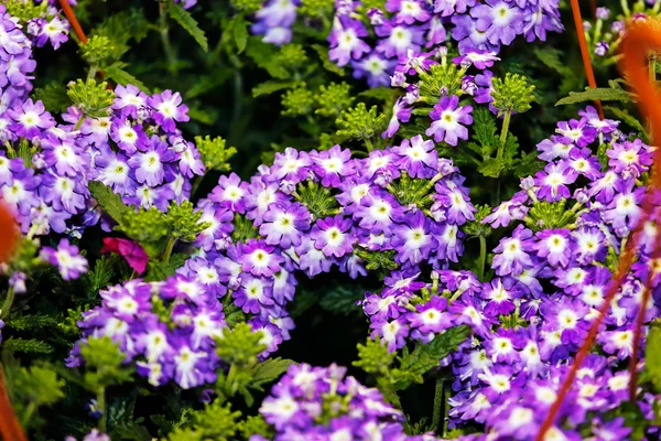 Fleurs colorées au salon de jardin — Photo