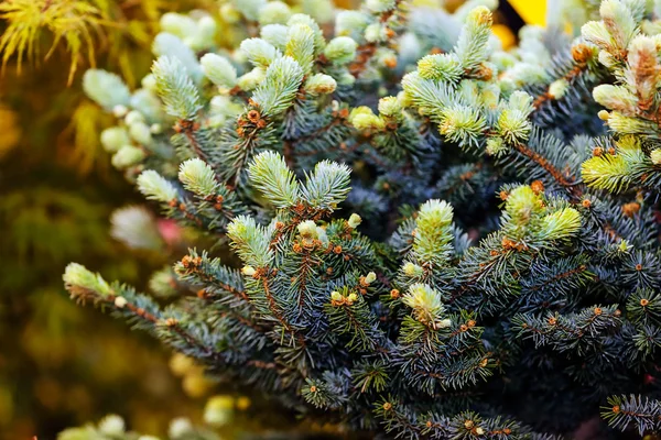 Piante verdi in mostra giardino — Foto Stock