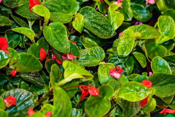 Green plants  at garden show — Stock Photo, Image