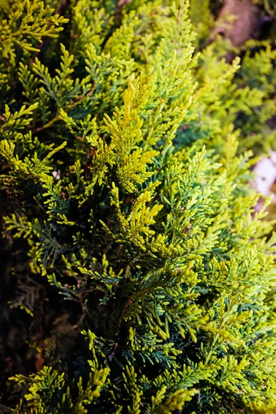 Plantas verdes en el espectáculo de jardín —  Fotos de Stock