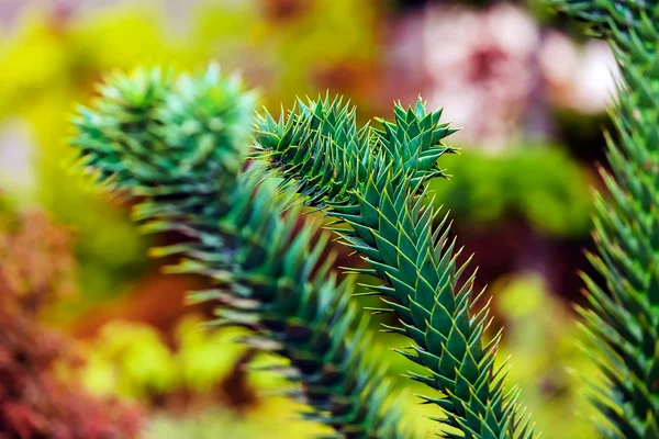 Green plants  at garden show — Stock Photo, Image