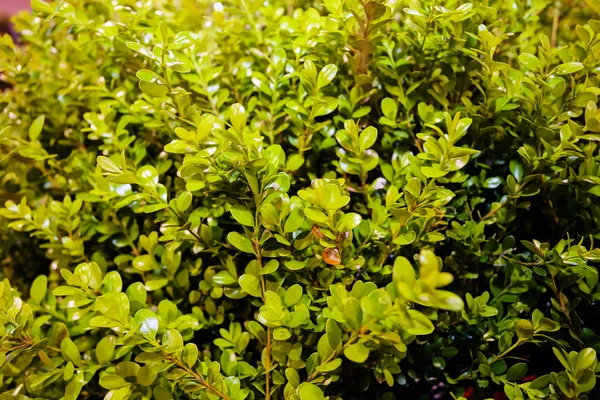Yeşil bitkiler Bahçe gösterisi — Stok fotoğraf