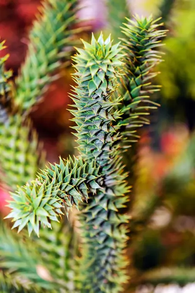 Plantas verdes no show do jardim — Fotografia de Stock