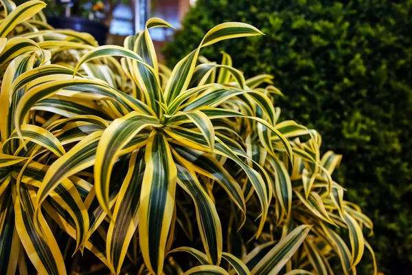 Green plants  at garden show — Stock Photo, Image