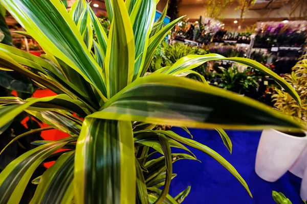 Green plants  at garden show — Stock Photo, Image