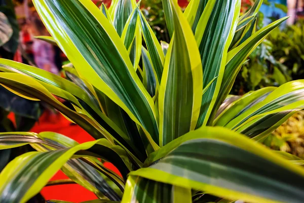 Green plants detail — Stock Photo, Image
