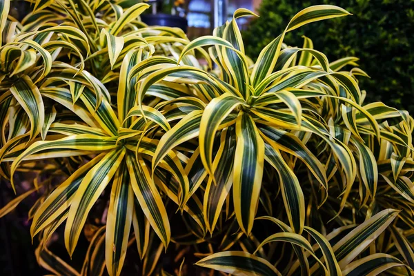 Colorful flowers at flower show — Stock Photo, Image