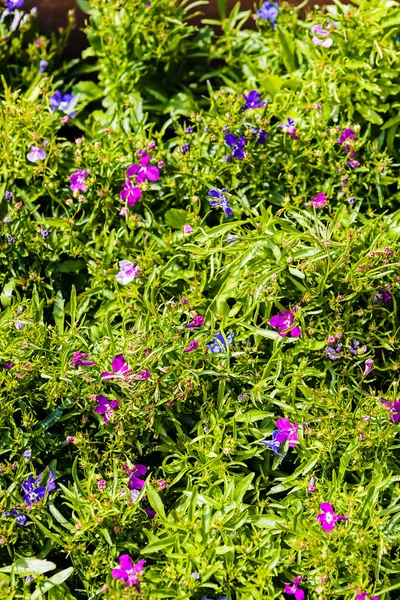 Kleurrijke bloemen ar tuin Toon — Stockfoto