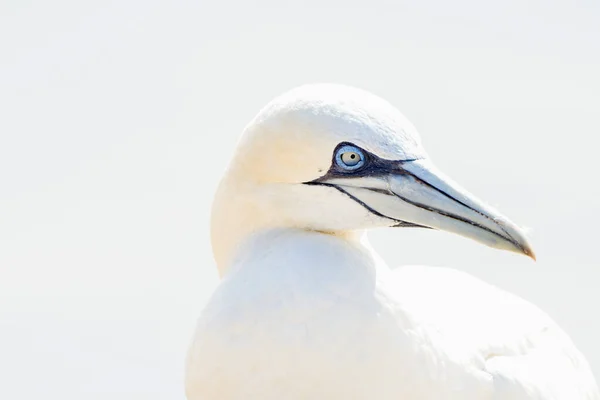 Een Wilde Vogel Het Wild Noord Gannet Het Eiland Helgoland — Stockfoto