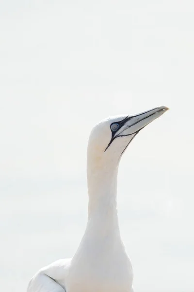 Ein Wilder Vogelkopf Freier Wildbahn Morus Bassanus Nördlicher Gannet Auf — Stockfoto