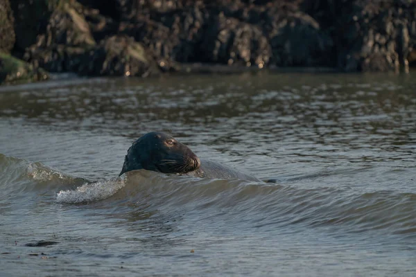 一只灰海豹 Halichoerus Grypus 在海里大摇大摆地游来游去 头在水面之上 背景中的岩石 — 图库照片