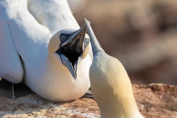 Gannet Del Norte Retrato Dos Bellas Aves Marinas Luchando Con —  Fotos de Stock
