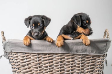 Beyaz bir arka planda izole edilmiş hasır bir sepette iki sevimli Jack Russel Terrier yavrusunun portresi..