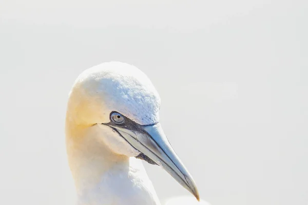 Una Cabeza Ave Salvaje Naturaleza Morus Bassanus Gannet Del Norte —  Fotos de Stock