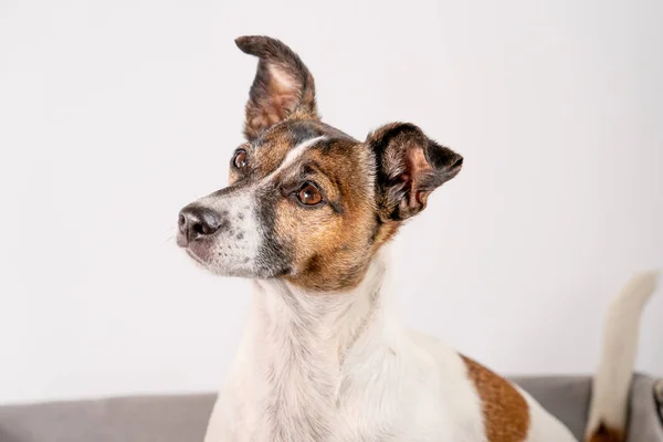 Hnědý Černobílý Jack Russell Teriér Pózuje Proutěném Koši Polotělo Izolovaný — Stock fotografie