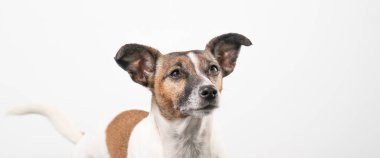 Esmer ve beyaz yaşlı Jack Russell Terrier beyaz arka planda, sadece kafa. Sosyal medya afişi veya kapağı.