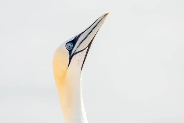 Oiseau Sauvage Dans Nature Fanette Nord Sur Île Helgoland Sur — Photo