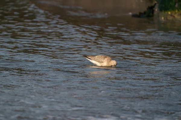 Nahaufnahme Einer Uferschnepfe Limosa Limosa Watvogel Auf Nahrungssuche Wasser — Stockfoto