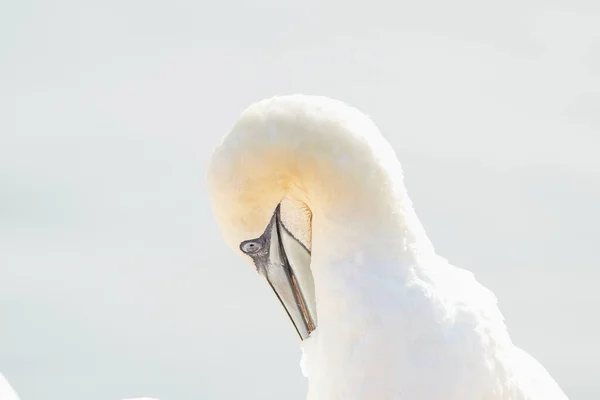 Een Wilde Vogelkop Het Wild Morus Bassanus Noord Gannet Het — Stockfoto