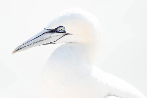 Один Дикий Птах Дикій Природі Північний Ганнет Острові Гельголанд Північному — стокове фото