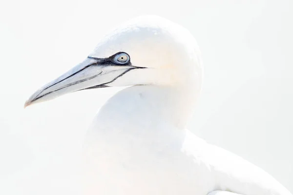 Pássaro Selvagem Selvagem Northern Gannet Ilha Helgoland Mar Norte Alemanha — Fotografia de Stock