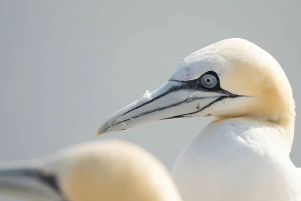 Portrait Paire Fous Bassan Sula Bassana Deux Oiseaux Aiment Lumière — Photo